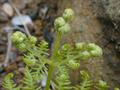 Pteridium caudatum